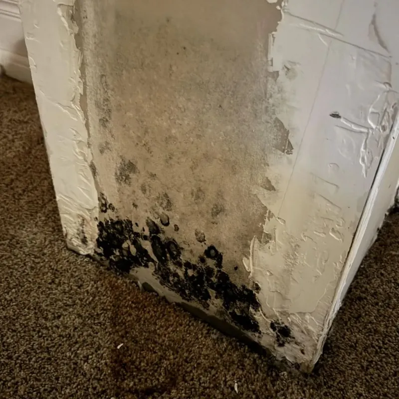 Professional Mold Removal in Newport, AR